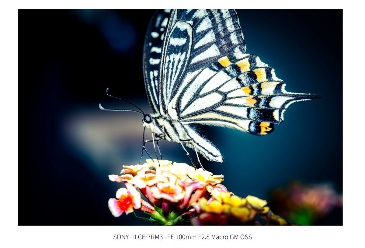 AMashiro126's tweet photo. 100 macro GM 작례 https://t.co/NZHd78Rumm