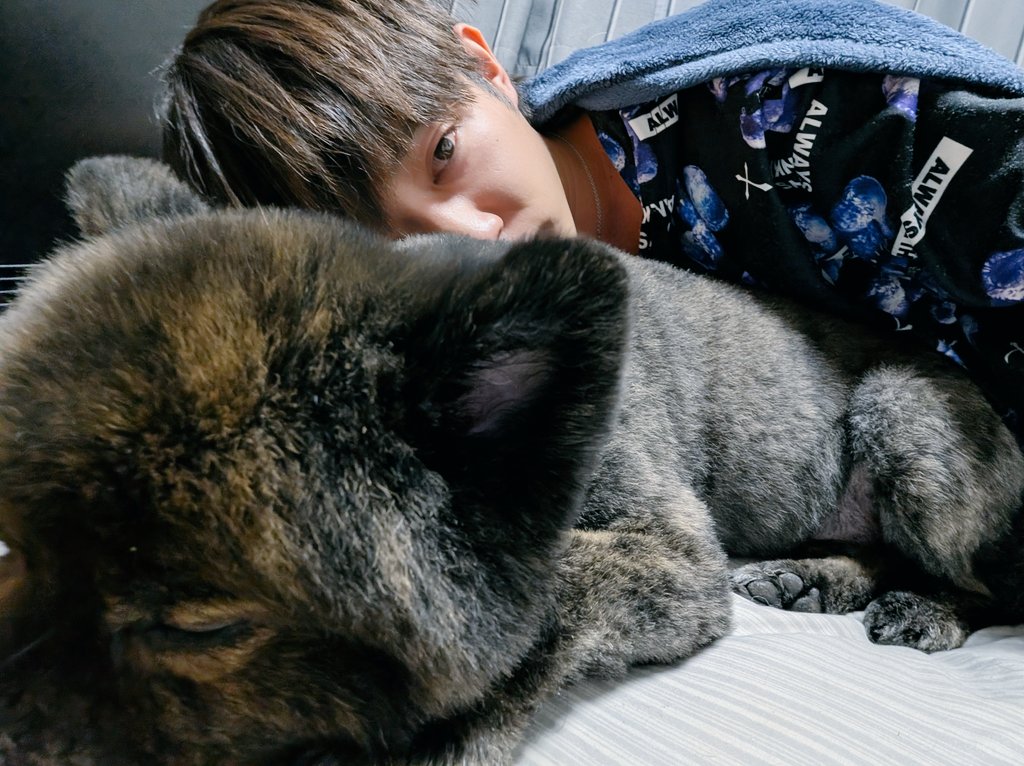 Kyousuke_kyn's tweet photo. 我が子の寝顔が一番可愛い。
 #犬
 #ポメラニアン
 #犬のいる暮らし
 #dog https://t.co/lnKidmwSfi