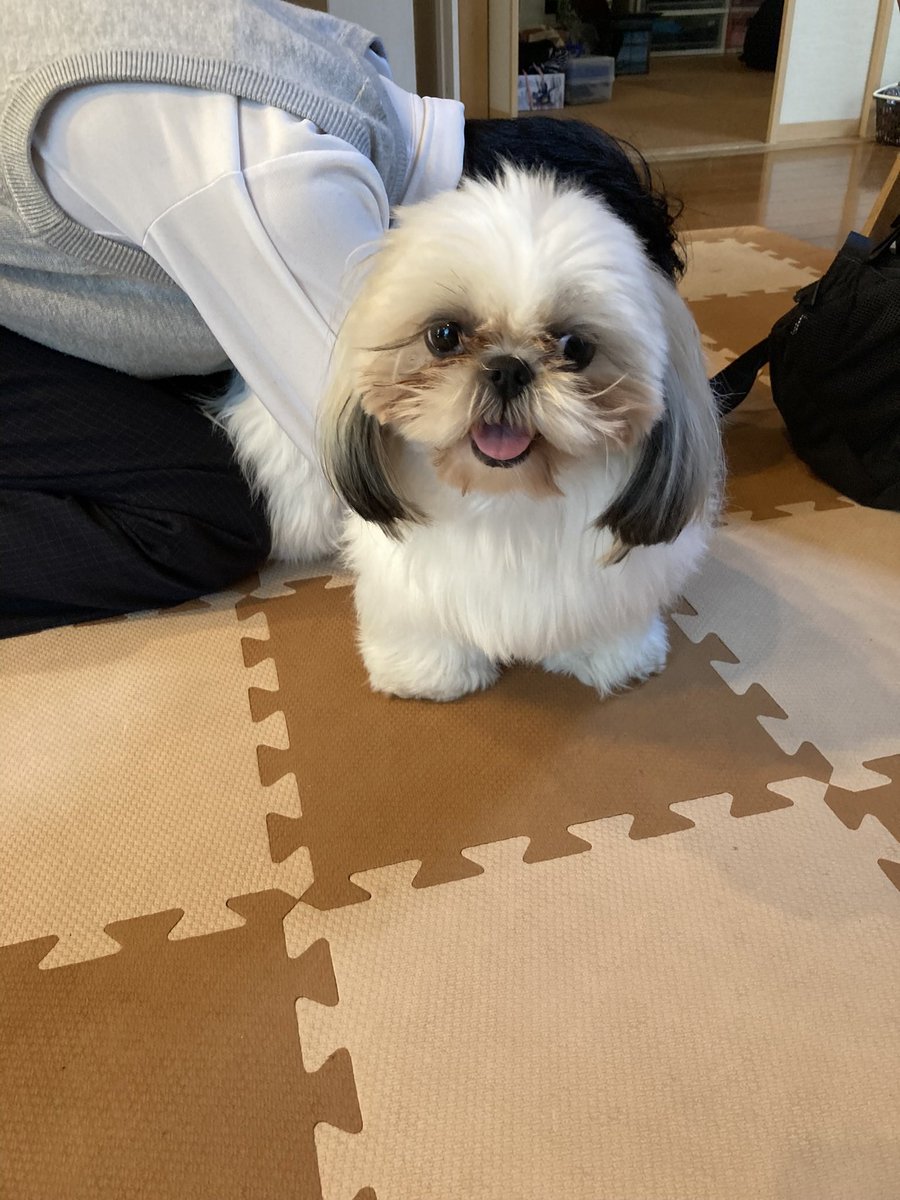 masatoraga's tweet photo. 「臭くて最高！」
と言いながら吸い続ける息子と
助けを求めるこまち https://t.co/sR1R73IVDc
