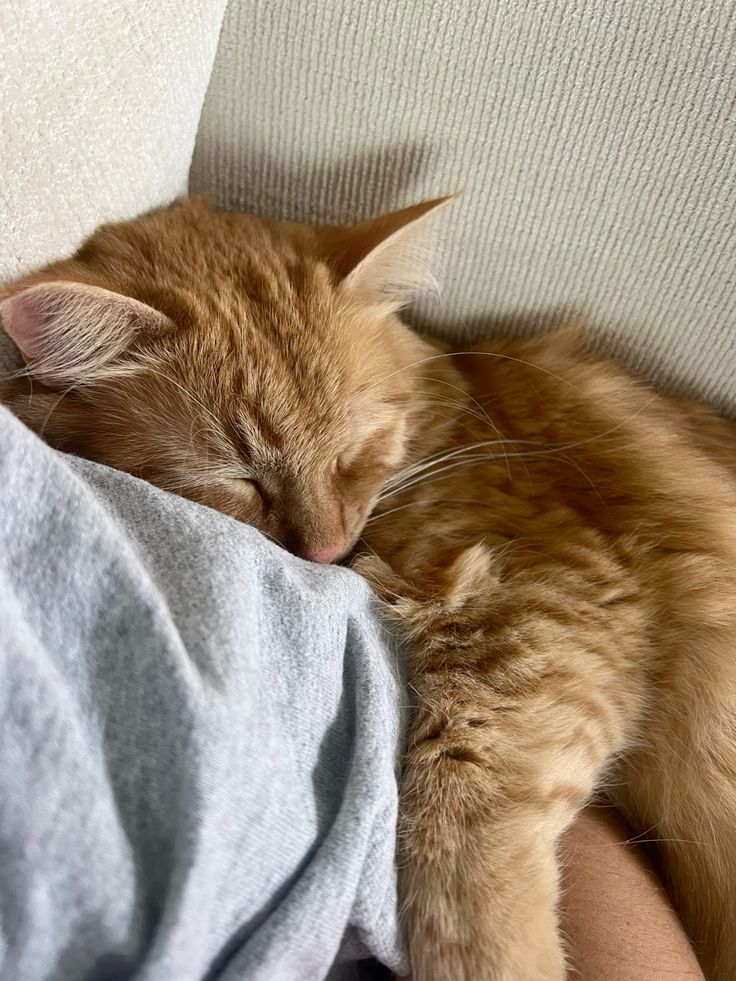 tosolveariddle's tweet photo. #hc Kento Nanami is a cat person, tapi dia gapernah nunjukkin itu. Suatu saat, his partner brings home a stray cat. Waktu Kento tau, awalnya dia ragu, tapi karna dia liat partner nya sesayang itu sama si kucing, akhirnya dia iyain. He ends up growing a soft spot for the cat. 🥹 https://t.co/bLVtn3Q5Be