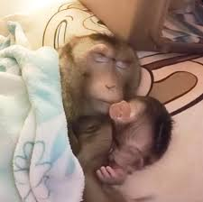 monkeyincrisis's tweet photo. https://t.co/wr1MGzNrW0