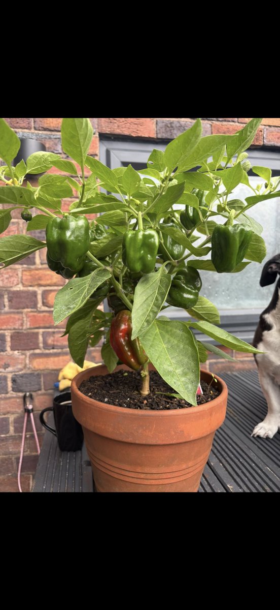 BOURNYBOY76's tweet photo. Welcome to my veg garden its coming along nicely again 👌🏻 I only started this 5 years ago to take up some space in my garden and it’s got bigger every year the satisfaction I get from seeing something grow from seed I’ve nurtured for I can’t explain 🤦‍♂️ it’s crazy I never thought I’d be green fingered and actually enjoy it but its actually very therapeutic and keeps me out of trouble. It also feeds my elderly neighbours across the road they love it 🥰 Mrs cooper shouted me the other day tho and said don’t put none of them chilli’s in my delivery this year they blew me arse off last year 🤣🤣❤️ 
You can’t beat home grown food 👍🏻

This year we have 

Cucumbers 🥒 
Tomatoes 🍅 
Onions 🧅 
Chilli 🌶️ 
Peppers 🫑 
Carrots 🥕 
Spring onion 🧅 
Leeks 
Cabbage 🥬 
Blueberries 🫐 
Courgettes 
Peas 🫛 
Mint 
Thyme 
And garlic 🧄