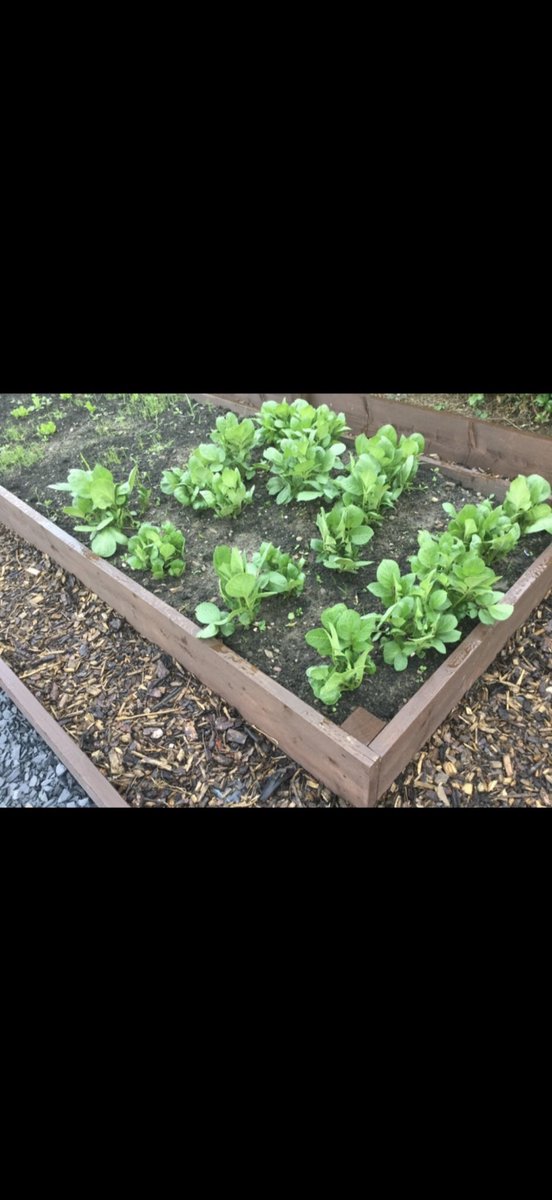 BOURNYBOY76's tweet photo. Welcome to my veg garden its coming along nicely again 👌🏻 I only started this 5 years ago to take up some space in my garden and it’s got bigger every year the satisfaction I get from seeing something grow from seed I’ve nurtured for I can’t explain 🤦‍♂️ it’s crazy I never thought I’d be green fingered and actually enjoy it but its actually very therapeutic and keeps me out of trouble. It also feeds my elderly neighbours across the road they love it 🥰 Mrs cooper shouted me the other day tho and said don’t put none of them chilli’s in my delivery this year they blew me arse off last year 🤣🤣❤️ 
You can’t beat home grown food 👍🏻

This year we have 

Cucumbers 🥒 
Tomatoes 🍅 
Onions 🧅 
Chilli 🌶️ 
Peppers 🫑 
Carrots 🥕 
Spring onion 🧅 
Leeks 
Cabbage 🥬 
Blueberries 🫐 
Courgettes 
Peas 🫛 
Mint 
Thyme 
And garlic 🧄