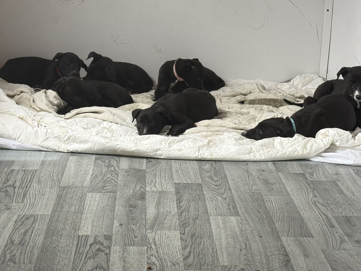dobson_vicky's tweet photo. I can’t believe these turn 7 weeks tomorrow 🥹

It’s rare to get them to stay still long enough for a picture taken at the moment so I took full advantage 😂 

I might be biased but I do think we have 7 good looking puppies 🥰

Good Cody x Magical Lila
@dogguesser2 
#BritishBred https://t.co/dyQXv1OEhQ
