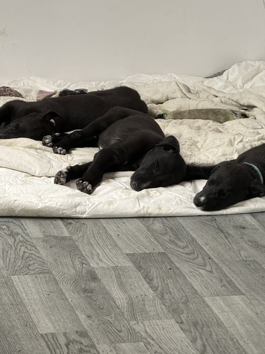 dobson_vicky's tweet photo. I can’t believe these turn 7 weeks tomorrow 🥹

It’s rare to get them to stay still long enough for a picture taken at the moment so I took full advantage 😂 

I might be biased but I do think we have 7 good looking puppies 🥰

Good Cody x Magical Lila
@dogguesser2 
#BritishBred https://t.co/dyQXv1OEhQ