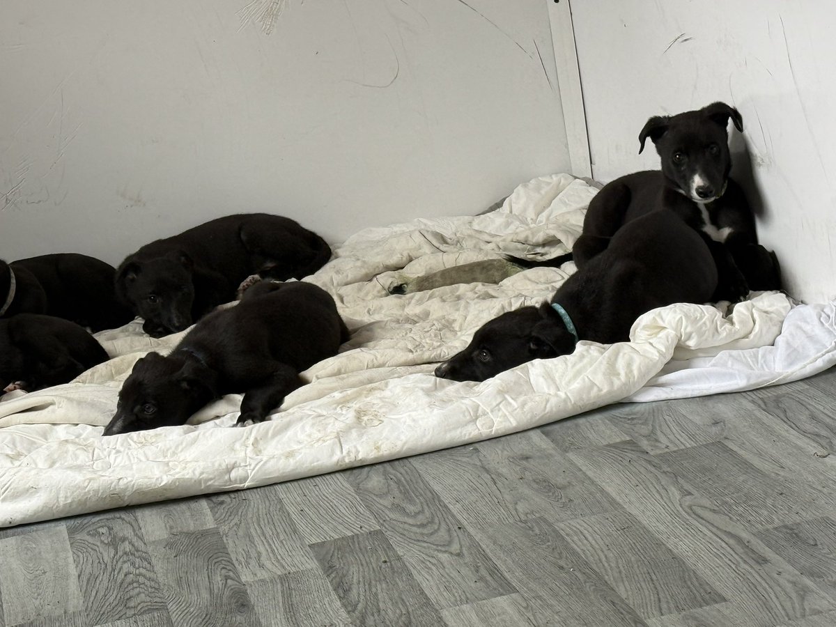 dobson_vicky's tweet photo. I can’t believe these turn 7 weeks tomorrow 🥹

It’s rare to get them to stay still long enough for a picture taken at the moment so I took full advantage 😂 

I might be biased but I do think we have 7 good looking puppies 🥰

Good Cody x Magical Lila
@dogguesser2 
#BritishBred https://t.co/dyQXv1OEhQ