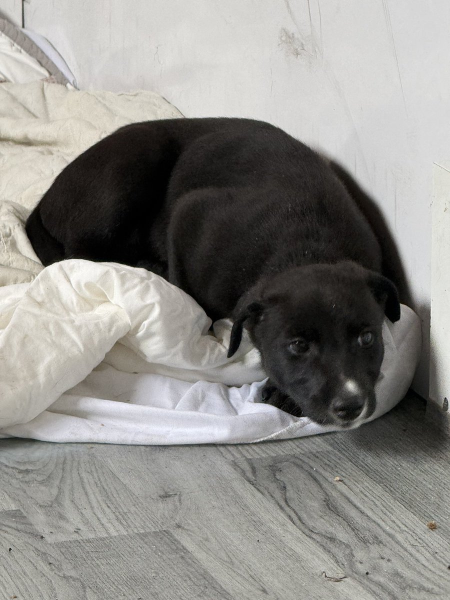 dobson_vicky's tweet photo. I can’t believe these turn 7 weeks tomorrow 🥹

It’s rare to get them to stay still long enough for a picture taken at the moment so I took full advantage 😂 

I might be biased but I do think we have 7 good looking puppies 🥰

Good Cody x Magical Lila
@dogguesser2 
#BritishBred https://t.co/dyQXv1OEhQ