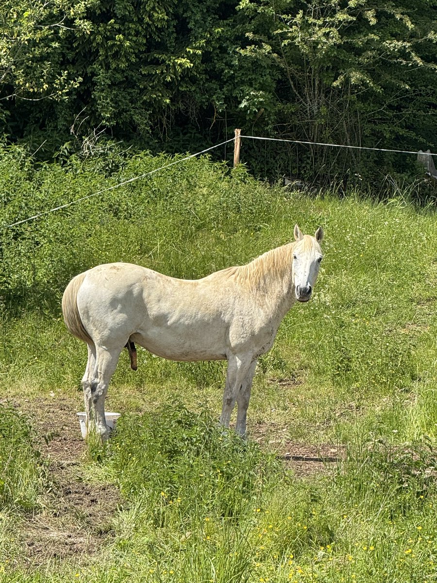 Traffyi's tweet photo. Trop beau le cheval https://t.co/hnnbO0AnPn
