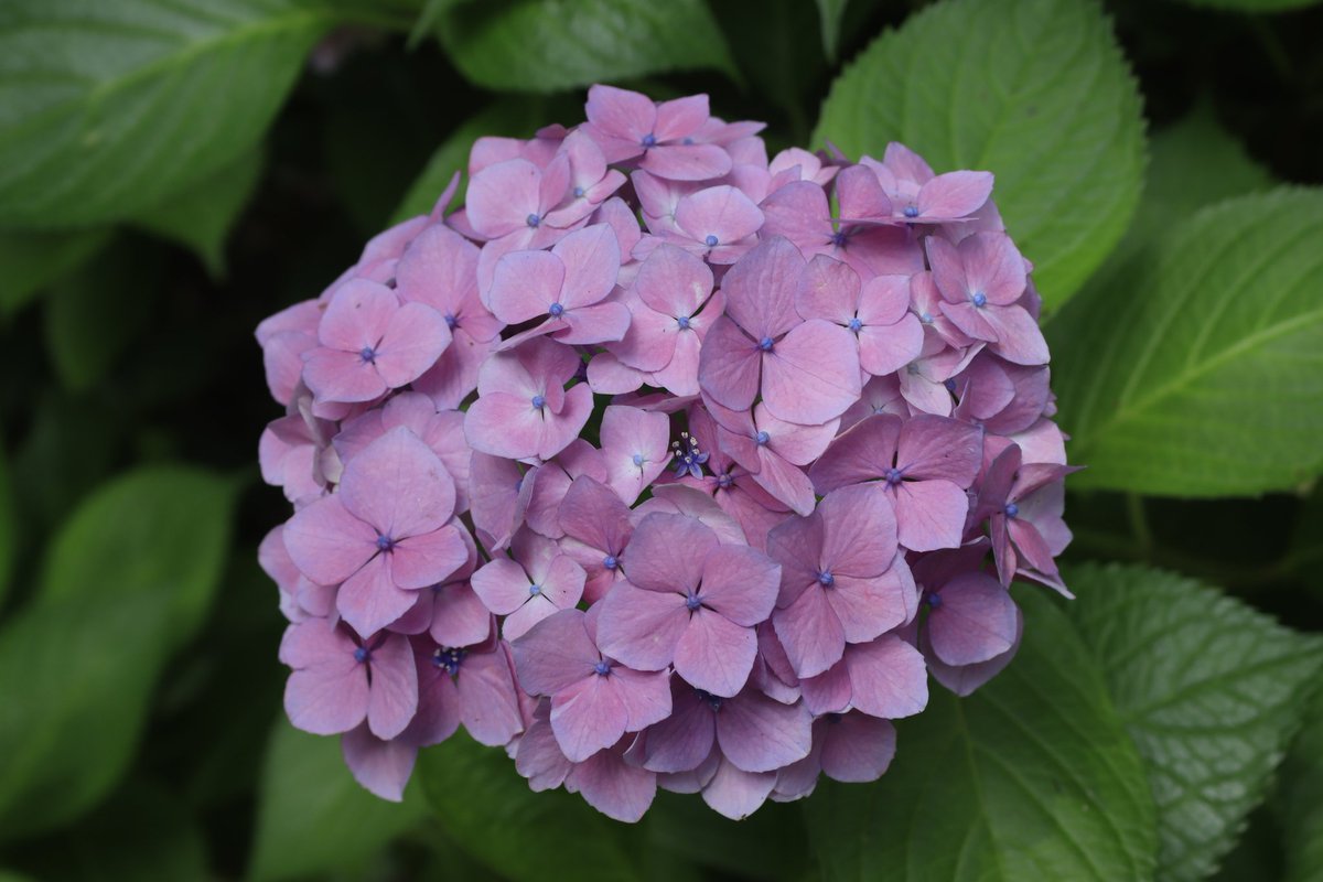 minashiy's tweet photo. 長居植物園の紫陽花
台風で吹っ飛んでないか心配だったけど
そんなことはなく一安心
気のせいかもしれんけど
去年よりカラフルは配置してる気がしたから
土のpHがバラバラになった可能性はある？ https://t.co/86GtMBVndH