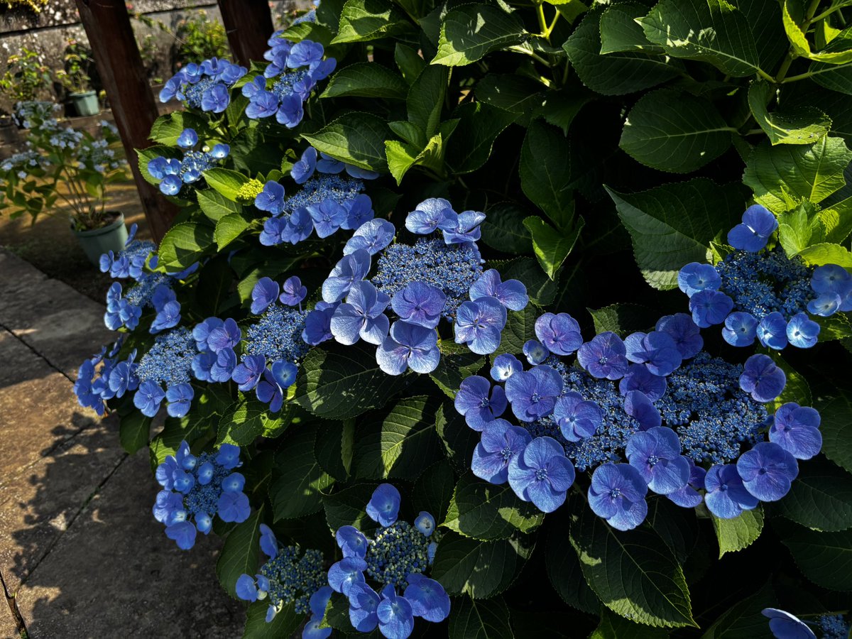mackey43res's tweet photo. ミッション途中に興福寺の紫陽花祭りに立ち寄りました。
#興福寺 https://t.co/DWekhqVdDT