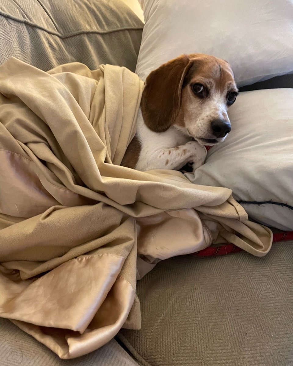 beaglefacts's tweet photo. Our researchers have observed that after the #beagle wakes the household with his breakfast demands, he prefers all post-breakfast naps to be uninterrupted. #beaglefacts

📷 @Linds10889 / Twitter https://t.co/4GdJZyLD8x