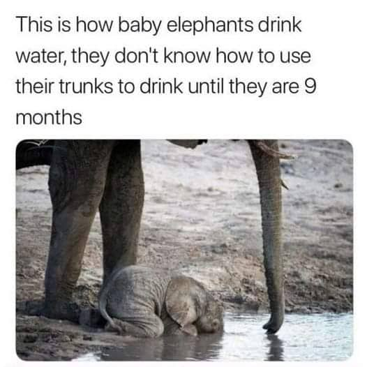 WholesomeMeme's tweet photo. https://t.co/s8Ugwi7AZc