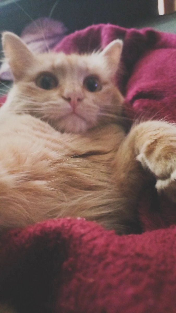 oschaotic's tweet photo. minha gata da raça gerard gibson https://t.co/Ja4wfWJHyd