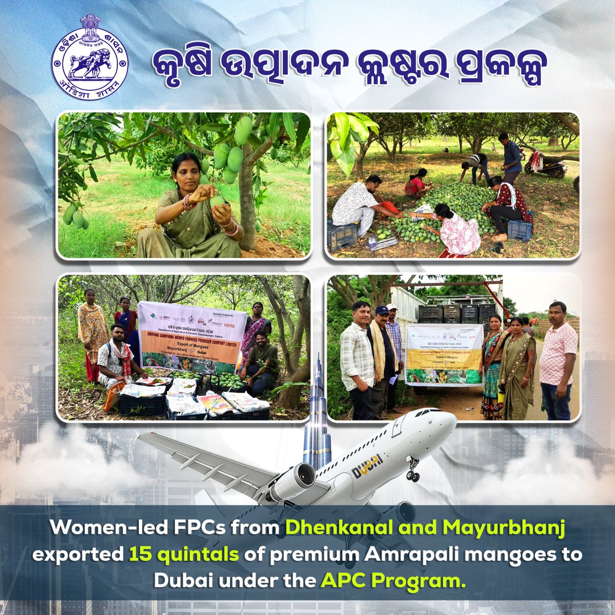 apc_program's tweet photo. Rooted in Odisha, ripened with pride, relished by the world! 🌍🥭✈️
"From the farms of Odisha to the shores of the world, our women are unstoppable!"
Building on their previous export success, Kankadahada Farmers Producer Company Limited (KFPCL) of Dhenkanal and Swayang Sampurna Women Farmer Producer Company Limited (SSWFPCL) of Mayurbhanj have once again made Odisha proud by exporting a combined 1.5 MT of premium Amrapali mangoes to Dubai under the APC Program.
This achievement was made possible with the support of the Department of Mission Shakti, Directorate of Horticulture, Government of Odisha, and PALLADIUM Bhubaneswar, with ground-level support from APC partners SHRISTI in Kankadahada and PRADAN in Jashipur and Karanjia.
Behind every mango that travels the world is a woman farmer who dared to dream beyond her village! 🌱
@CMO_Odisha @SecyChief @IPR_Odisha @krushibibhag
@Horticultureod1 @OLM_Antyoday @mission_shakti
@districtadmndkl @DM_Mayurbhanj @PalladiumImpact
@BRLF_India #SHRISTI @PRADAN_India