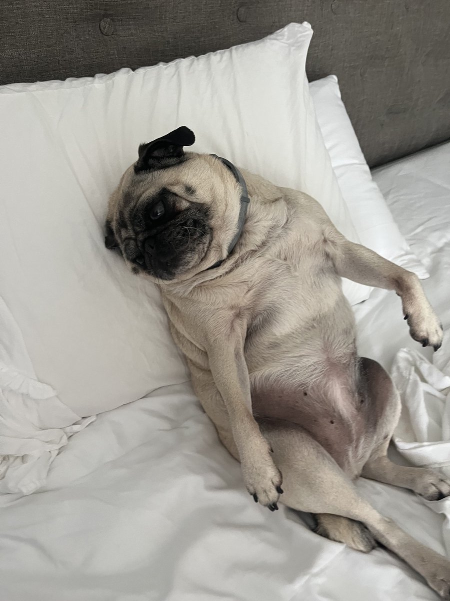 lalagailpug tweet picture