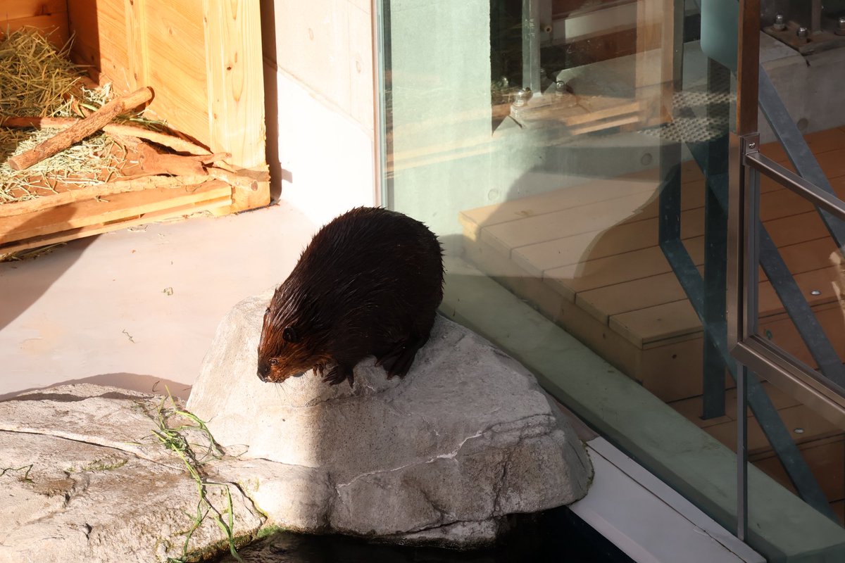 photo_beaver's tweet photo. ジャムが岩に匂いづけしてるのを見た〜！
この時階段上でワッフル食べるか〜ってタイミングだったから動画は撮れてないけども🧇
2枚目は匂いづけする前、3枚目は匂いづけした後の岩🪨 https://t.co/ZdakaQX0t6