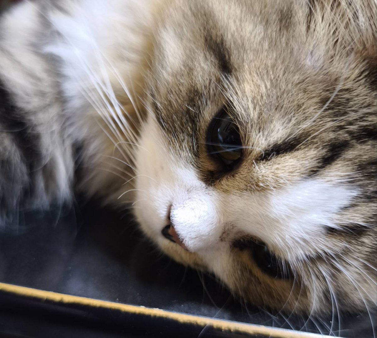 GS12221852's tweet photo. えあこんすずしいにゃあ

#猫が居る幸せ 
#猫好きさんと繋がりたい
#土アップ祭 https://t.co/kPgGayX2s7