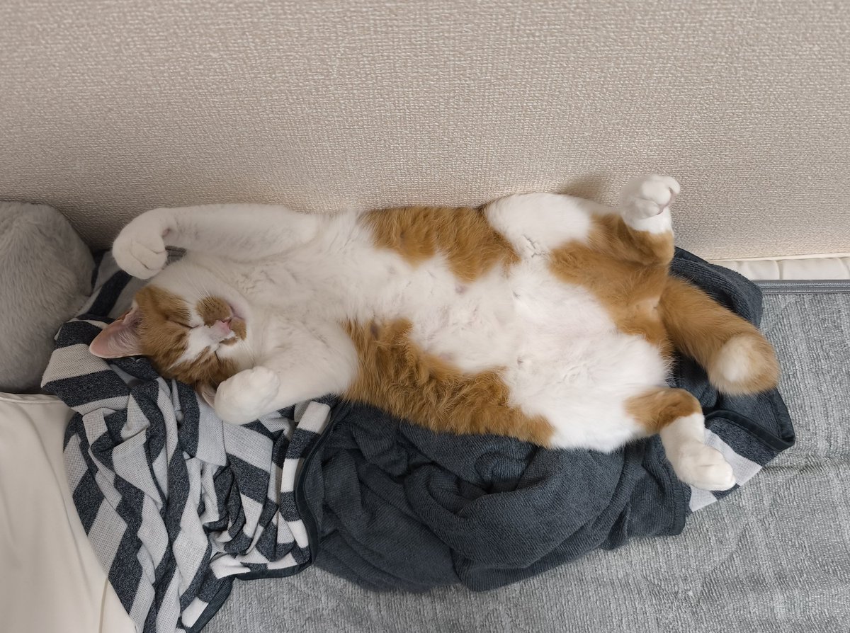 えむねふぉ🐱😺😼🙀 (@_mNEFO_) / Posts / X