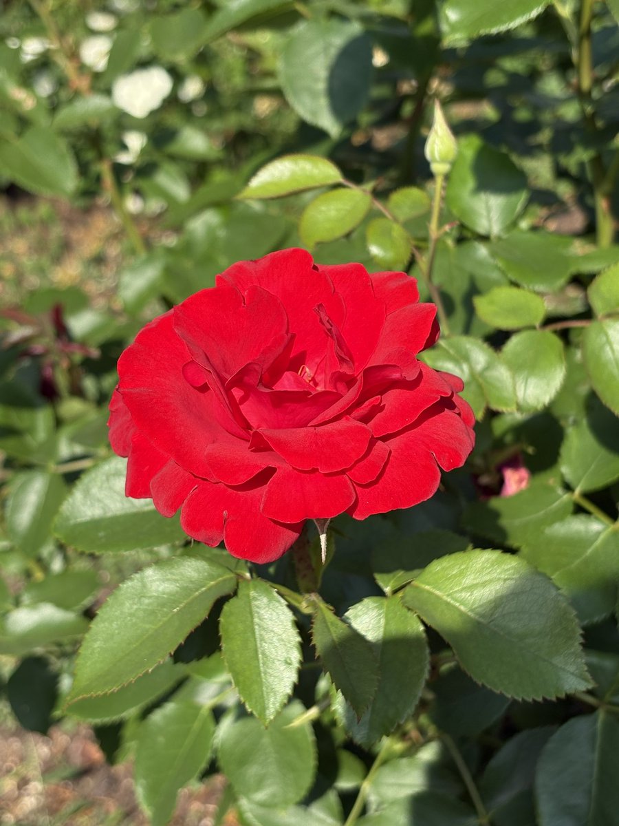 noncic77's tweet photo. 今日はバラを見てきた！🌹✨
先週から満開っぽいことをニュースで言っていたのでシナシナな花が多いかな、とあまり期待せずに行ったけどかなり元気でよかった！(๑´ㅂ`๑) ❤️🩷 https://t.co/28nr0n5FfL