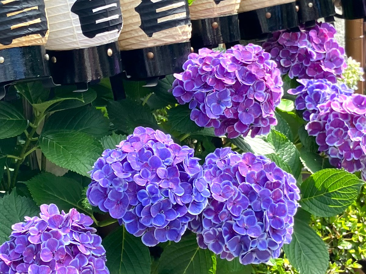shimako04985155's tweet photo. #カフェ巡り
📍Sugar Chef Emiko（白山）
白山神社のあじさい祭りにぴったりのお店を見つけました。フラワーケーキの紫陽花は餡で出来ていて、綺麗で美味しかったです🥰スコーンは朝ご飯用にテイクアウト。席数が少ないので満席の際はお断りされているようでしたが、運良く入れて良かったです🩵 https://t.co/pZ9s8BEET1
