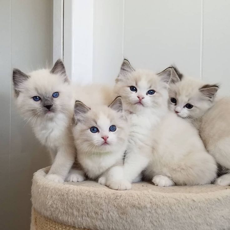 old_history6751's tweet photo. 4 sisters 🥰😅 https://t.co/arA1lViGjq