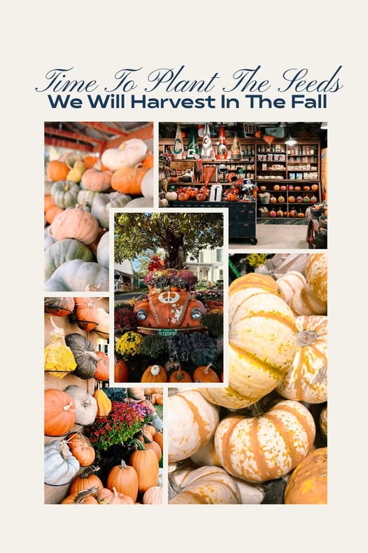 OhioLatest's tweet photo. Oh My Gourd...It's That Time Again!

We are planting!! The giant pumpkins are in the ground, and many seeds are in the ground already!! Grateful for another season!!

- Kleather's Pumpkin Patch https://t.co/gttcMr4Y0q