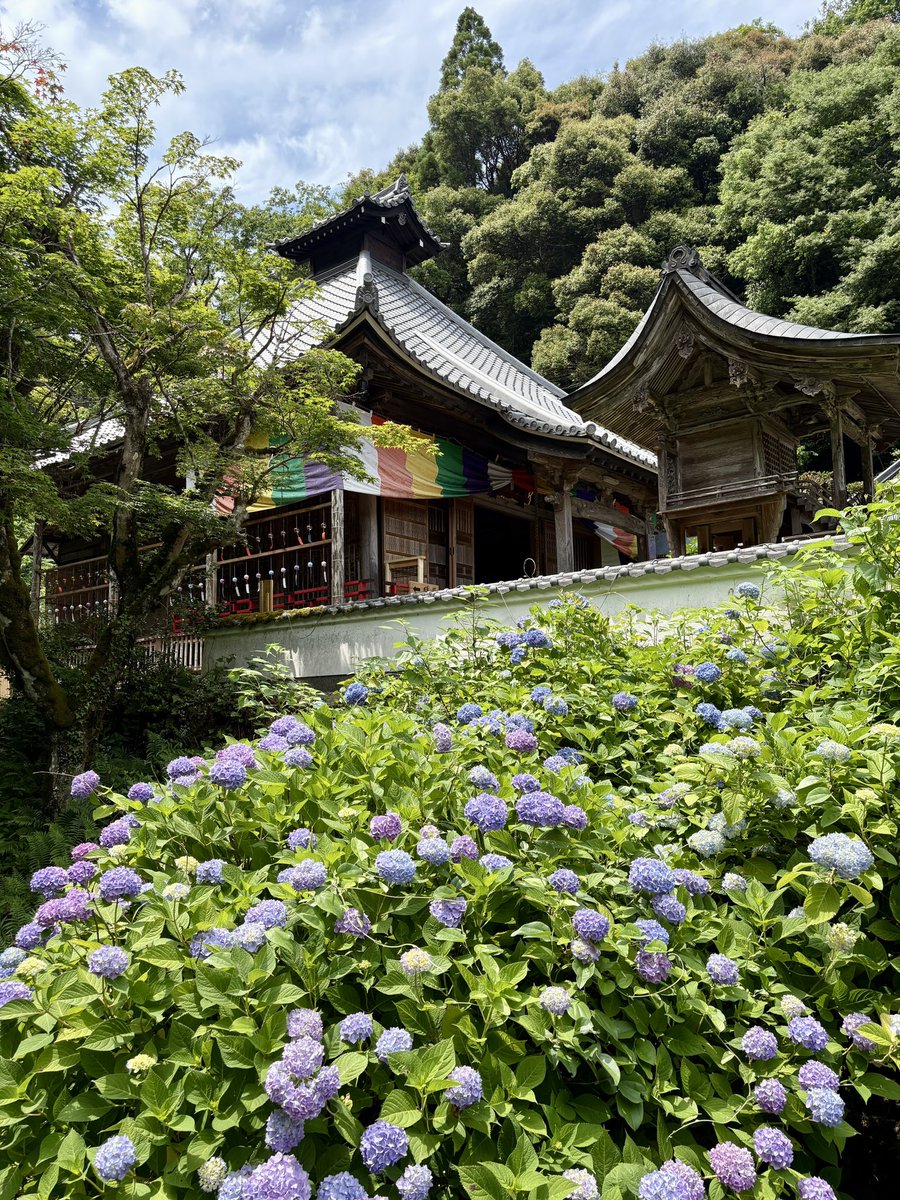 mercury_gray's tweet photo. 東光院
紫陽花と風鈴のお寺
#東光院 #紫陽花 #あじさい #風鈴 #写真撮っている人と繋がりたい https://t.co/2tXJNQHktf