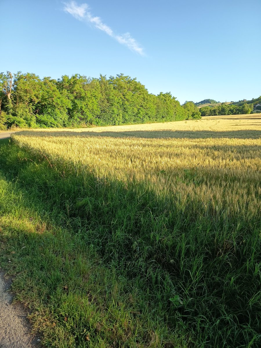 Gianmarcomacpez's tweet photo. Sole, vento e temperatura gradevole, ideale per correre 10 km ,un bel fartlek intenso #iocorroqui  tra i saliscendi nei dintorni di casa,le gambe le sento bene,la fatica c'è ma fa parte di tutte le belle emozioni che ogni volta le corsa mi regala #runlovers #giugno https://t.co/LwKK3qyIH3