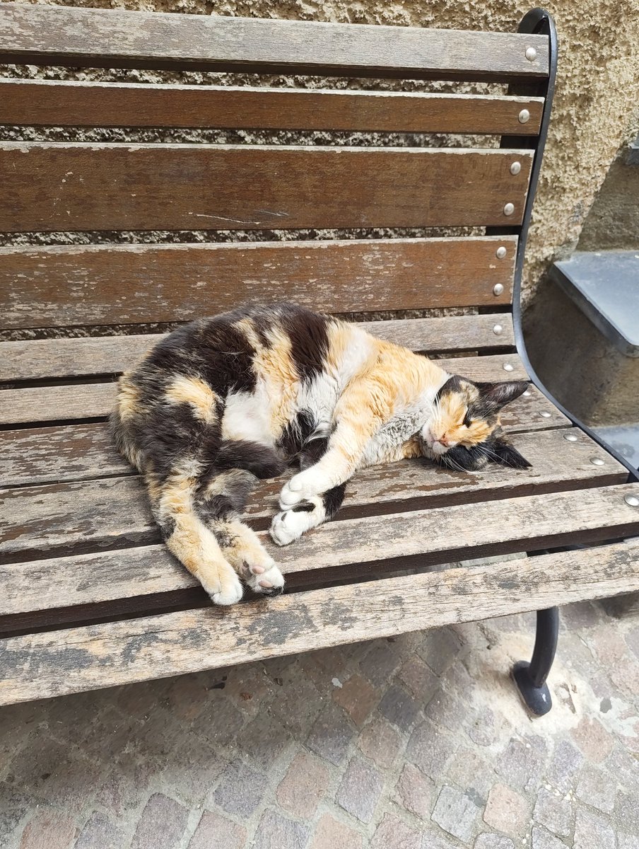 braioz's tweet photo. Pennichella post pranzo https://t.co/AST3G4iKXe