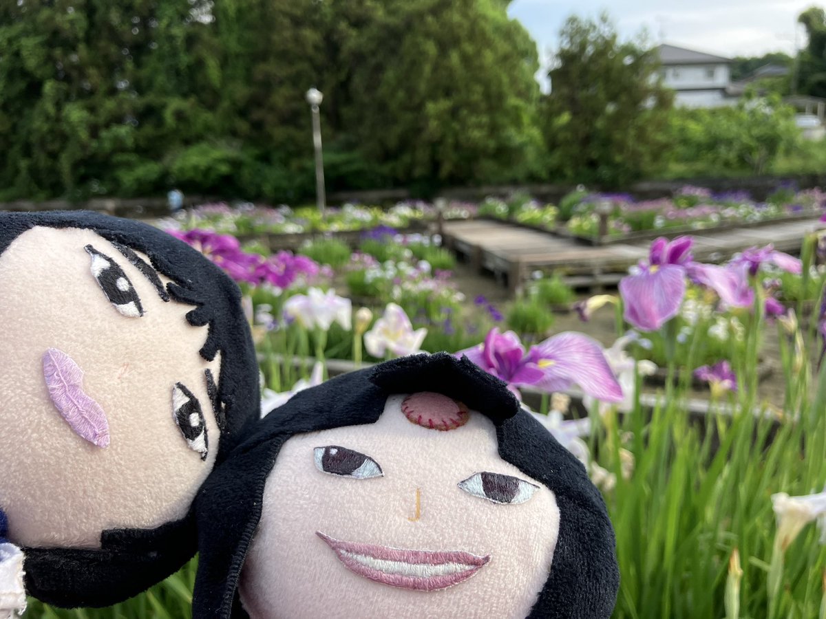 KaiserPlusAlpha's tweet photo. 花しょうぶと紫陽花きれいだ（╹◡╹）♡
#みやこ町花しょうぶまつり
#花しょうぶ
#あじさい https://t.co/AYk1zq9Tcq