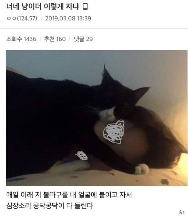 디너 tweet media