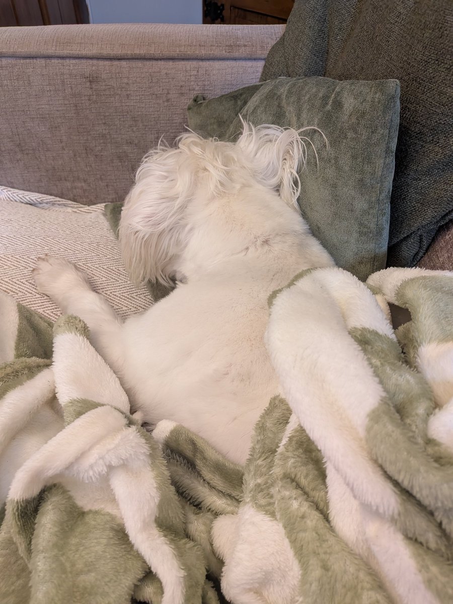 ernpup's tweet photo. It's a bit damp and chilly outside so for today's nap, I thought I'd accessorise with the cushions and blankets ๐๐ค #colourcoordinated #dogsofx https://t.co/rb48gHltrz