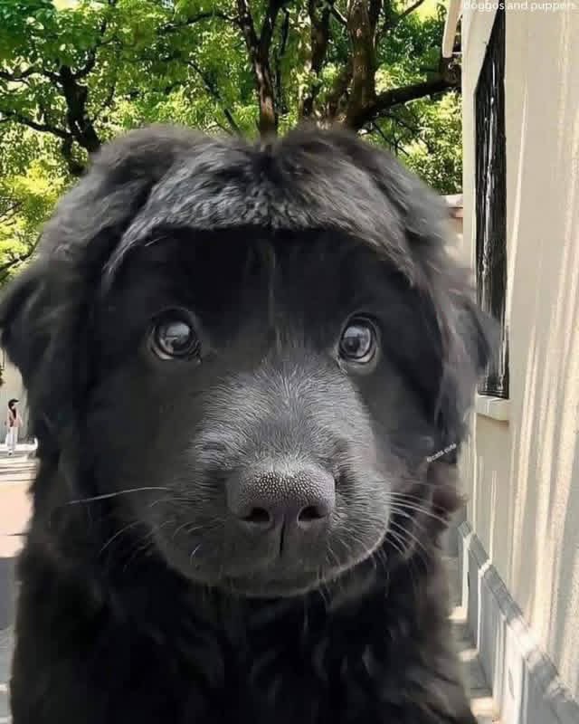 Puppieslover's tweet photo. What would you name him ? https://t.co/iKMU9Fn3v5