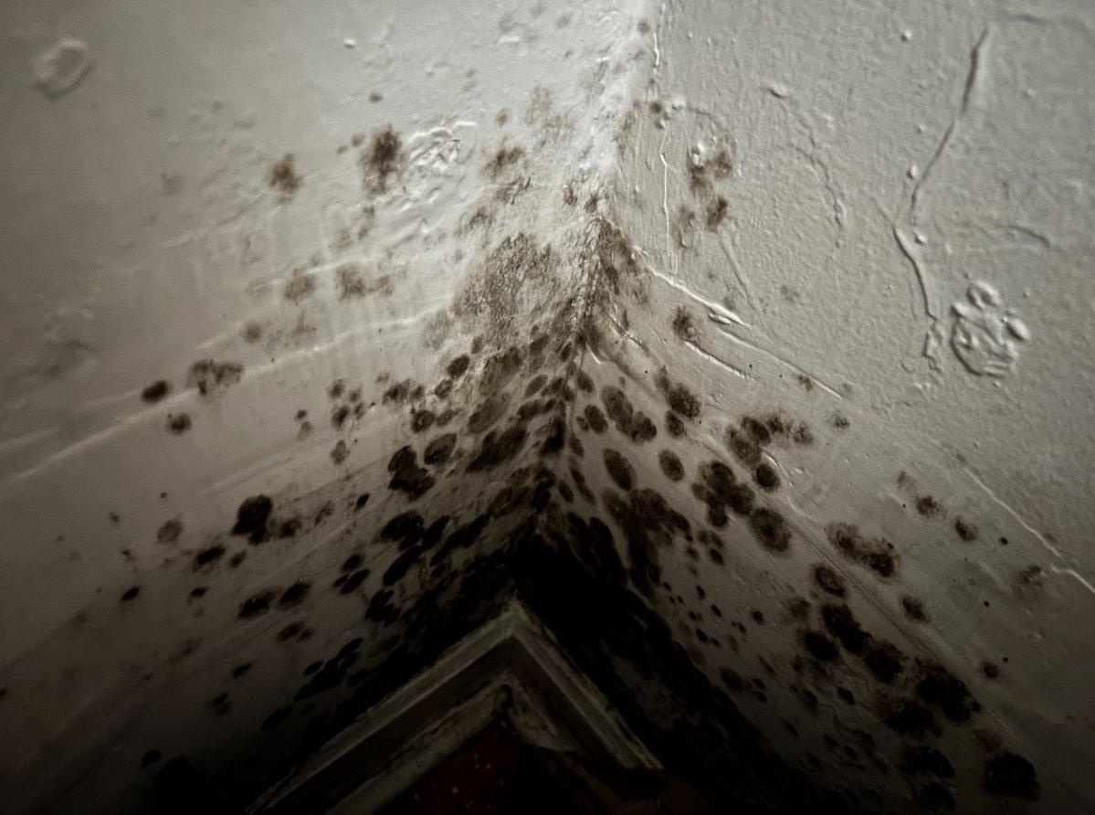 north0fnorth's tweet photo. apologies for the erratic health issues and continual exhaustion i’ve been suffering from over the past few months my friends… i deep-cleaned my closet for the first time since january and found this had somehow grown all over the wall behind my storage cubes https://t.co/ZIxbM8pueb