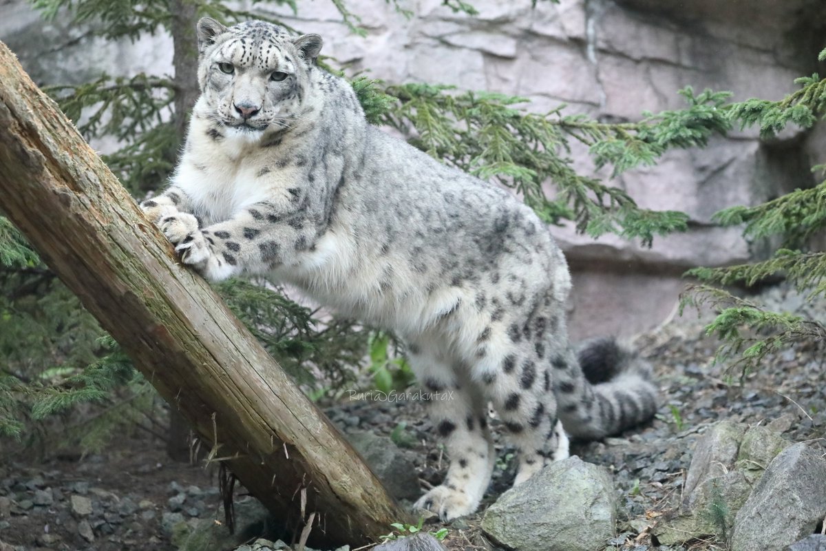 ruri_raphael's tweet photo. 円山写ん歩
がりがりがり
***
Take a walk at Maruyama Zoo
Scratching post
***
🐾
🐾
#円山動物園 #ユキヒョウ #フブキ
#maruyamazoo #snowleopard #fubuki https://t.co/mzlprRnBDL