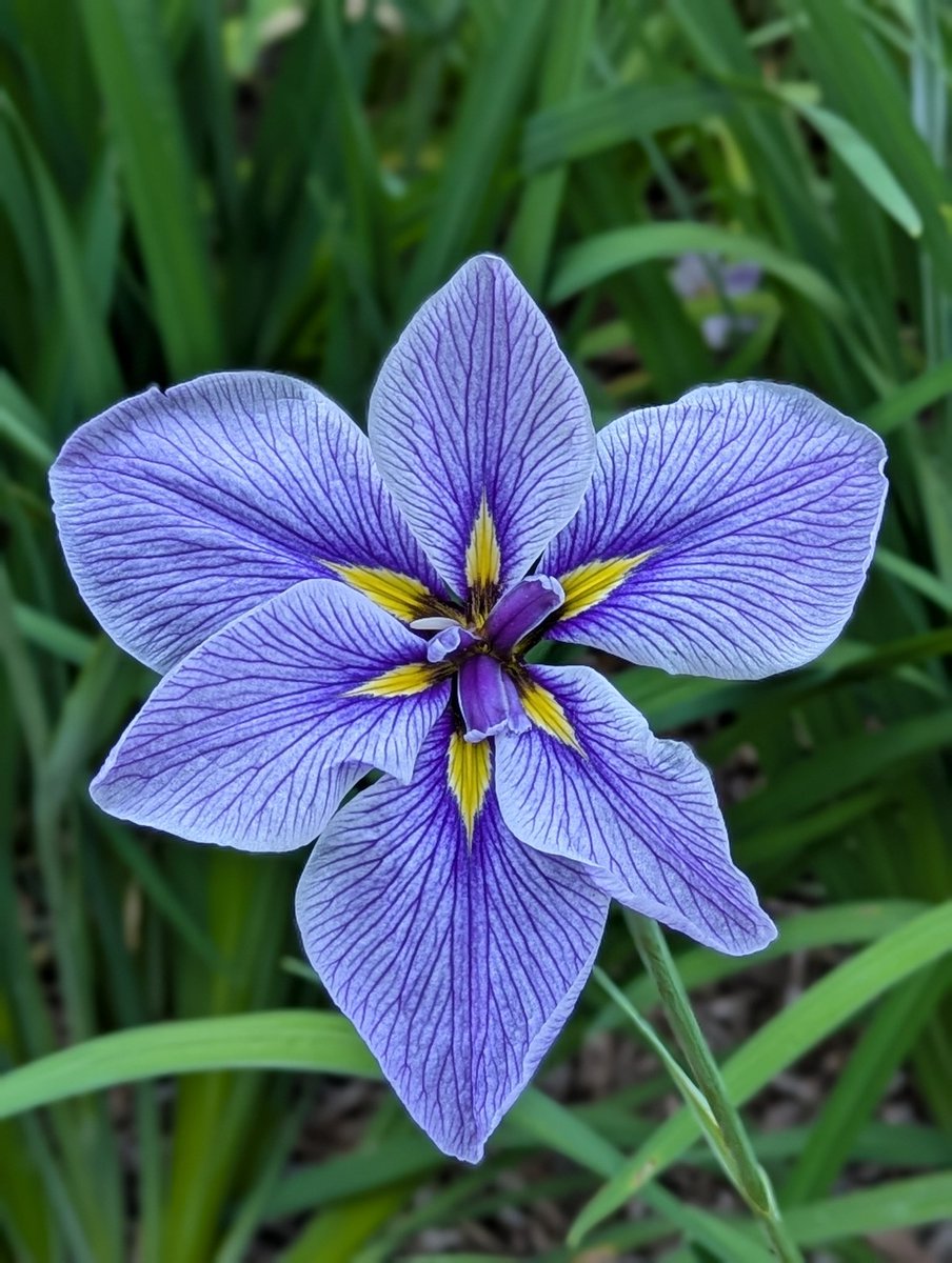 CTsupu's tweet photo. 花菖蒲を見に行ってきました https://t.co/UbzzXnKrHD