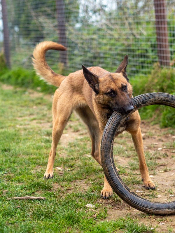 gsrescueelite's tweet photo. Pongo is 17mths old and she has had such an unsettled life so far. Pongo can live with older kids but she is a very typical #Malinois so will need a home with breed exp to make this home her last please 
#germanshepherd #Cornwall 
https://t.co/pO8VqiEJFJ https://t.co/2bJ36HYg2L