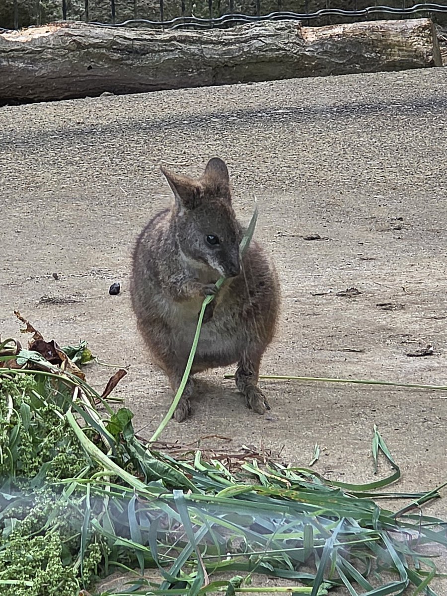 hibekuma's tweet photo. 多摩動物公園に行ってきました。
デビルちゃん起きててくれて嬉しかったです。
帰りは駅の近くの家系ラーメン食べました。
美味しかった。

#シマオイワワラビー
#タスマニアデビル　#ワイティ
#アムールトラ　#フタバ
#多摩動物公園　#尾又家　#ラーメン https://t.co/eZcJwVIoJJ
