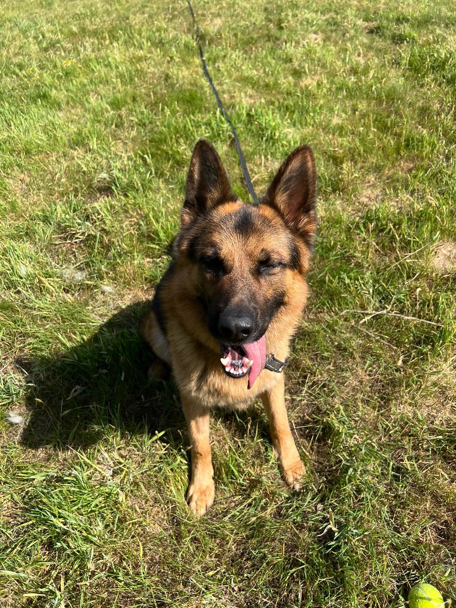 gsrescueelite's tweet photo. Thor is 4yrs old and this lad came to us via the pound. Thor can live with older kids and has been fine with female #dogs but he will need a home with breed exp as he is a strong lad 
#germanshepherd #Essex 
https://t.co/IO2aWSv2cP https://t.co/ciUk4E9X4t