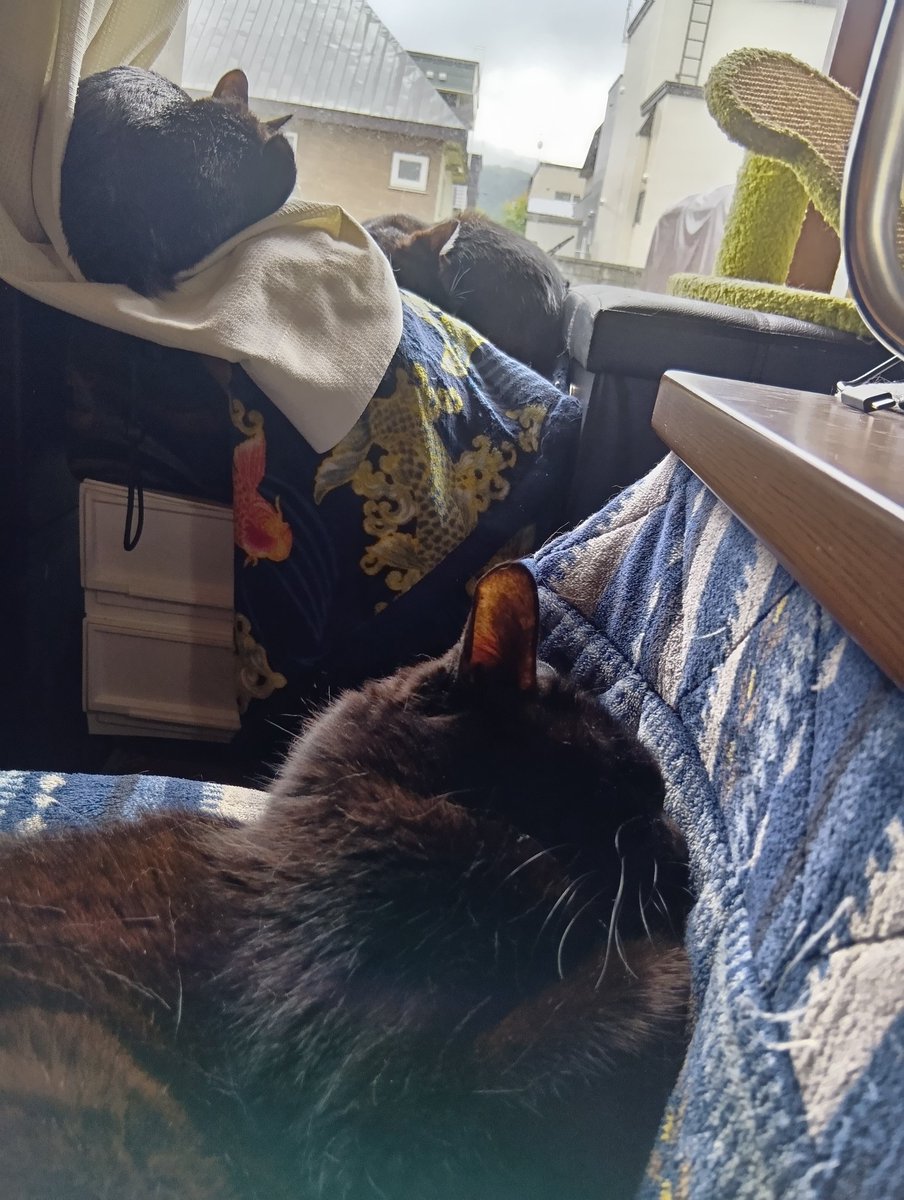 theeverred1's tweet photo. 2026.6.6
写真は今日の猫溜まり
😺マオ😺モモ😺コロ
今日の午前中は軽トレーラーを引っ張って屯田のジョイフルAKに行き、新しく建てた倉庫の床用に約3mのコンパネ購入！
倉庫の床にひいたら良い感じになりました🎵
そして預かって頂いていた荷物を移動
忙しいけど毎日充実😊⤴️
#仁誠會
#猫のいる生活 https://t.co/KsPhdcrQrm