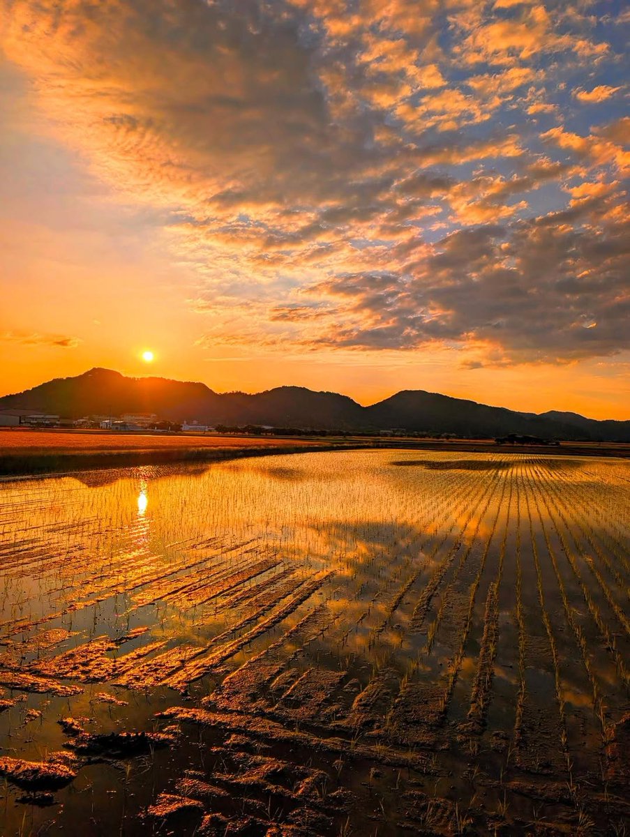 shigatoco's tweet photo. 田んぼが映す、夕焼け空

Photo by tsuru_ton_tan99

Location：滋賀県
Date：2026.06

この投稿は、Instagramでの投稿をXでリポストしています！
滋賀の魅力的な風景は、しがトコInstagramもチェックしてみてね。 https://t.co/IAh2IVDq5q