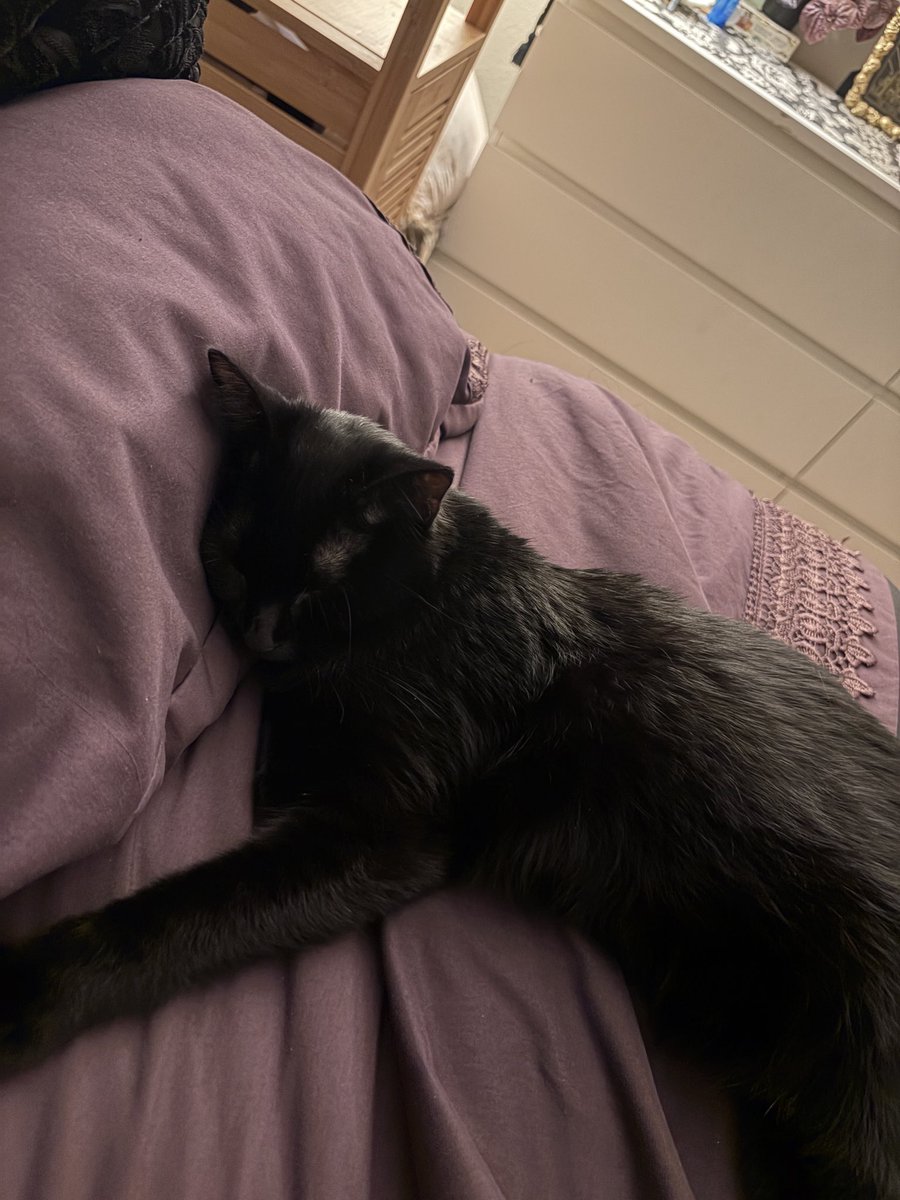 jessimikuh's tweet photo. when cats use a pillow like a human 😭😭😭 https://t.co/6FYcDfAX9f