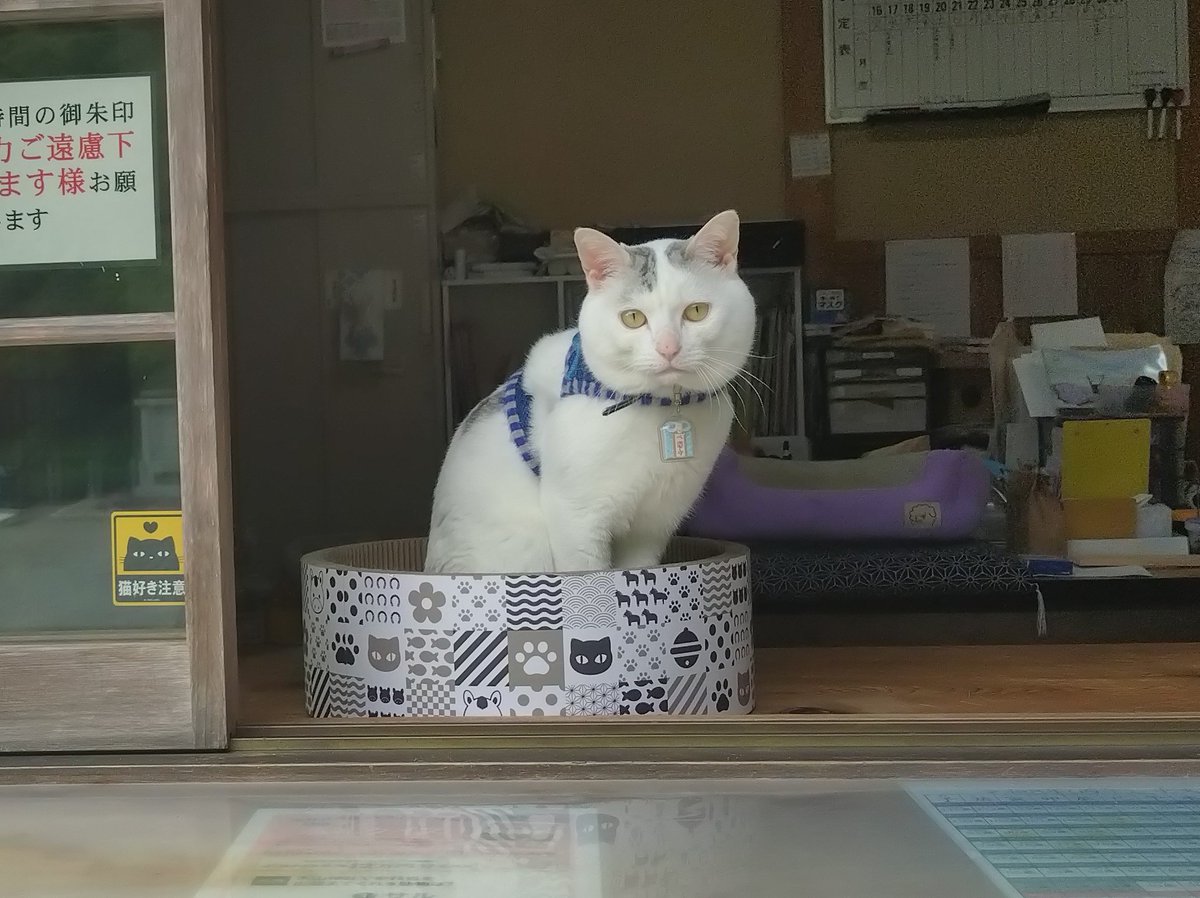 テンちゃん 本日の勤務態度 (朝限定)