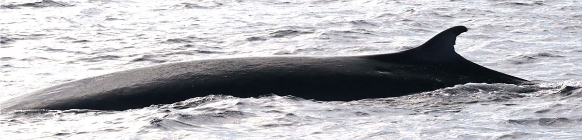 endangered's tweet photo. How Many Whales Does It Take To Save A Species? The Story Of The Rice’s Whale #RicesWhale #Whales #EndangeredSpecies #DefendtheESA 

https://t.co/I6Ik4BJ3so https://t.co/UAFLARd4MI