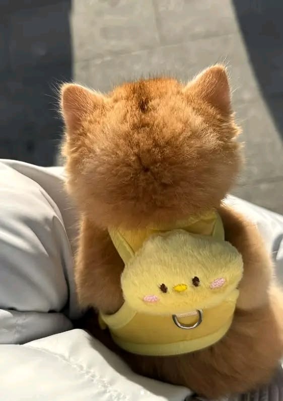 nekocatts's tweet photo. The little bag https://t.co/OZAO1ilPve