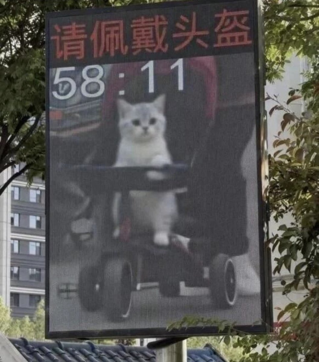 YunJiu's tweet photo. 🐱：我也要戴吗 https://t.co/zhagWXZMc9