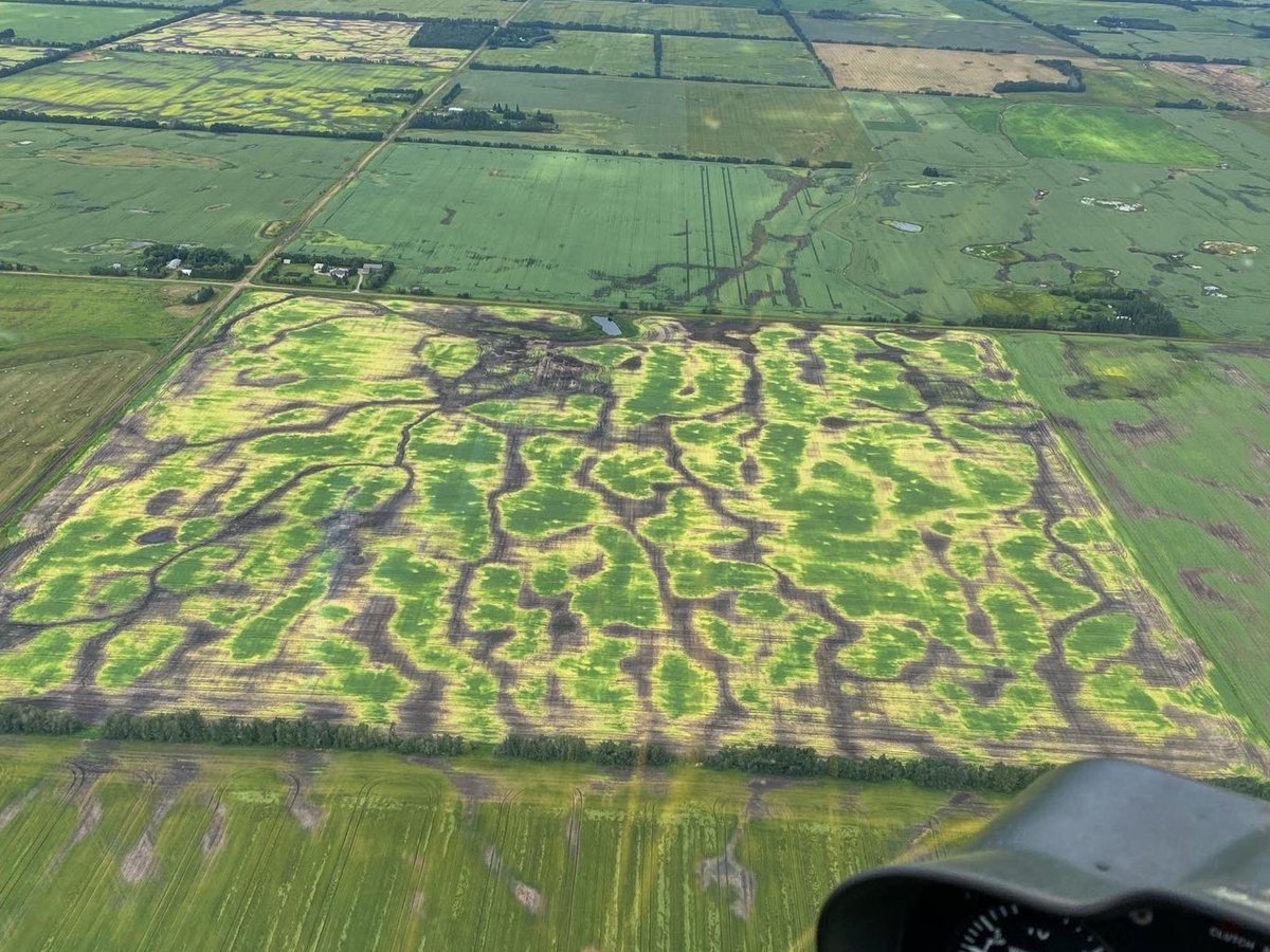 DaleSteele11's tweet photo. What if biggest challenge with AI in #agriculture is the beliefs in the AI…? Base-cation exchange or Sufficiency in fertilizer-soils, Zone or Grid for field variability, GMO or non-GMO for plant-animal genetics, Chemicals or Organic for crop inputs, Animal confinement or Free-range for animals, Individual or Collective for land ownership, Free market or Marketing Boards for price discovery, Climate crisis or Plants use CO2 for taxes, Indigenous ways of Knowing or Colonial science for research, Global trade or 100 mile diet for food availability…