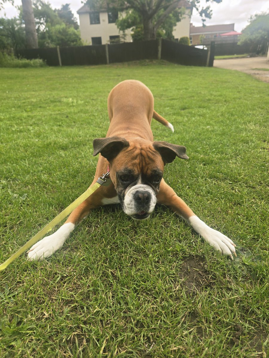 ClaretBluBlood's tweet photo. Walks with this one 😍

#boxerdogsofx #boxerdogs https://t.co/72r2KWa2oM