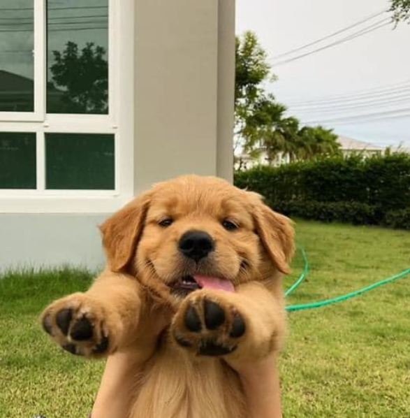 HappyNutReal's tweet photo. @NatureSoulDaily cute puppy https://t.co/qu7j4QkuTu