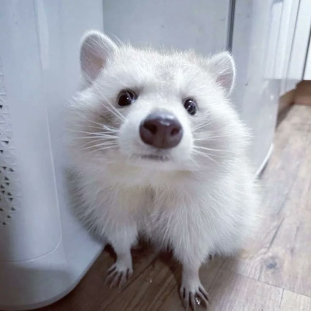 Raccoon_And_Me_'s tweet photo. https://t.co/pnyGSI98Wg